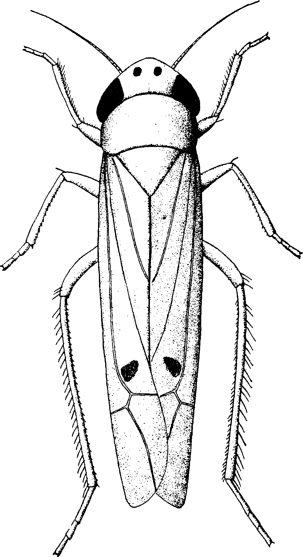 (四十三)棉小叶蝉