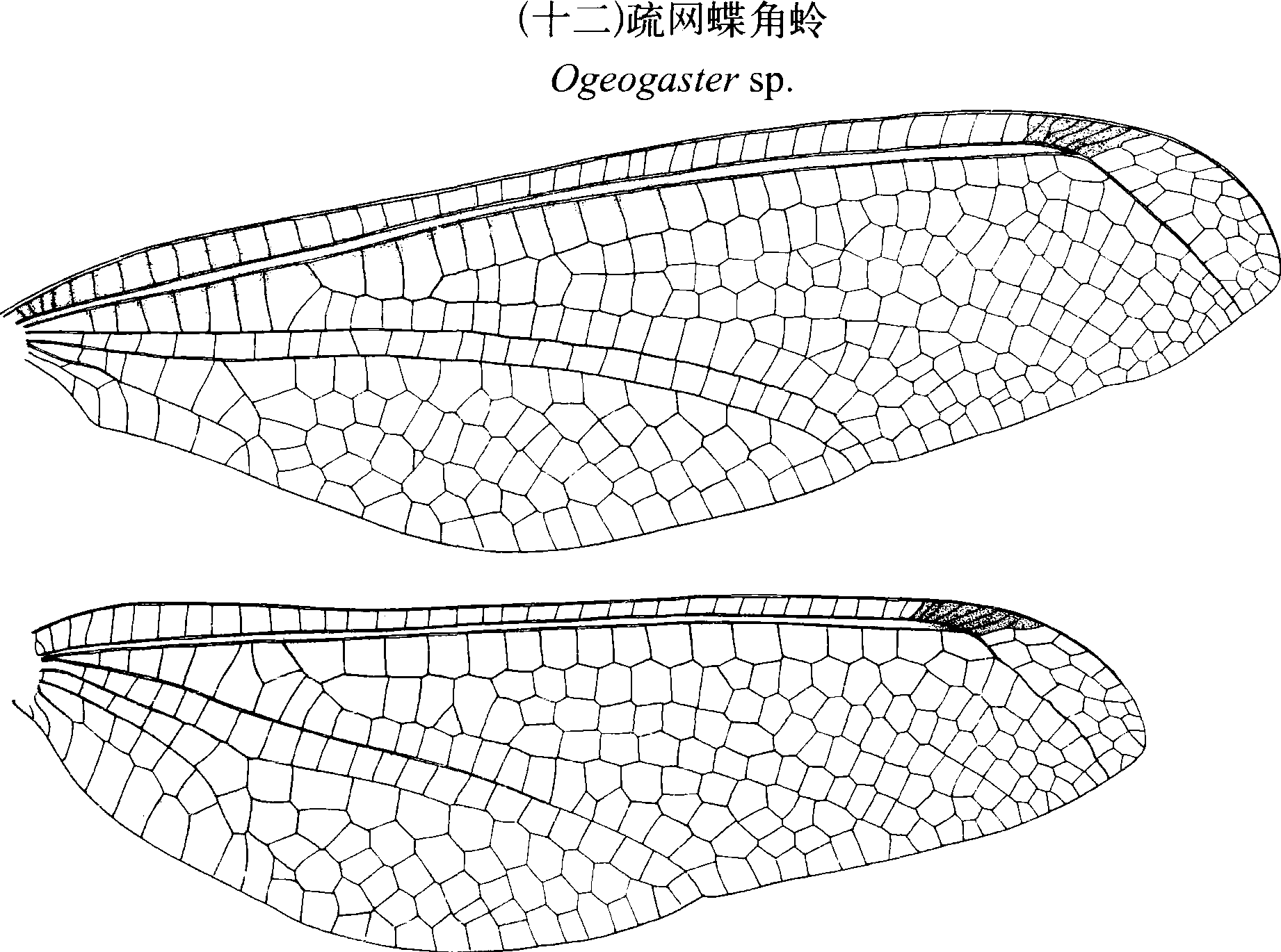 (十二)疏网蝶角蛉