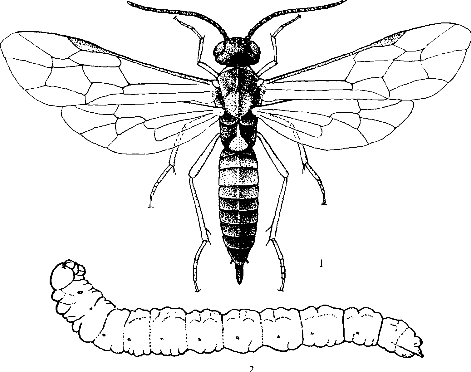 (七)梨茎蜂