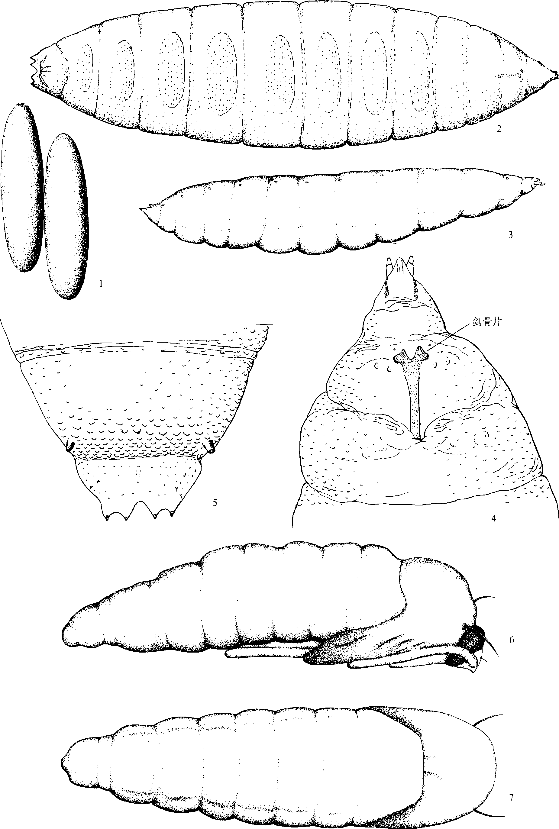 (四)麦红吸浆虫