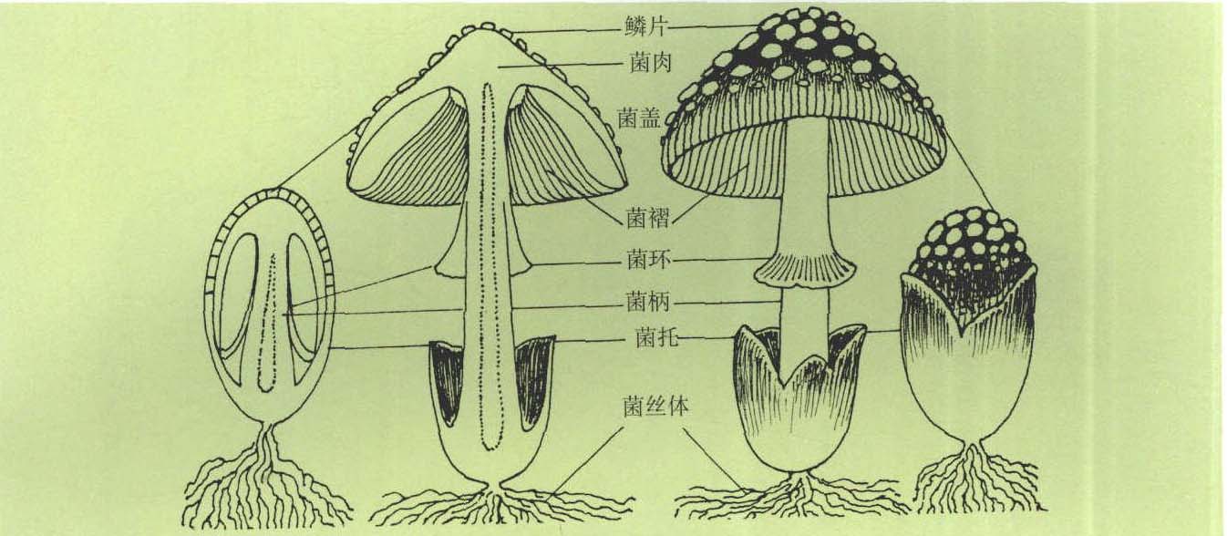 图1 伞菌形态结构图示