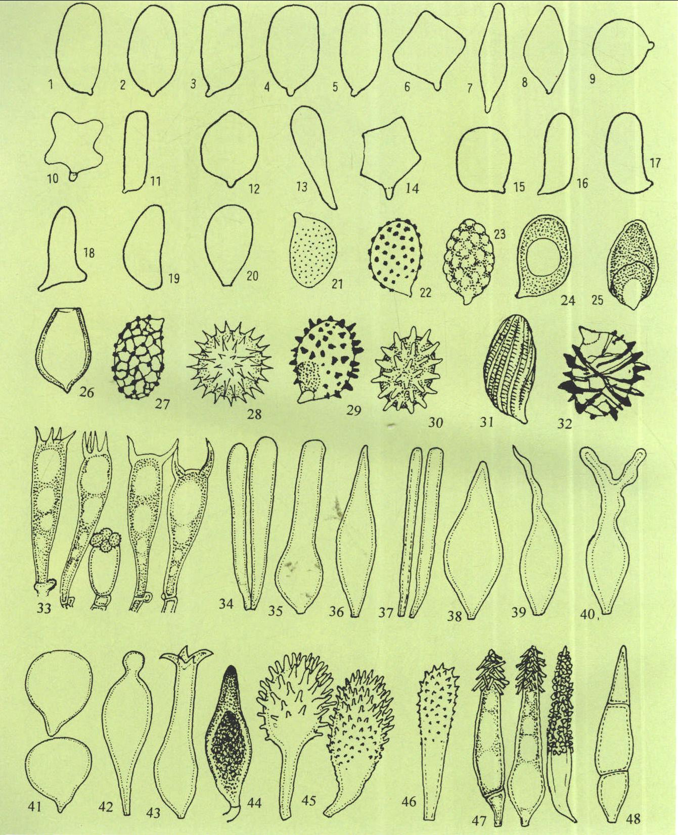 图6 孢子形态特征