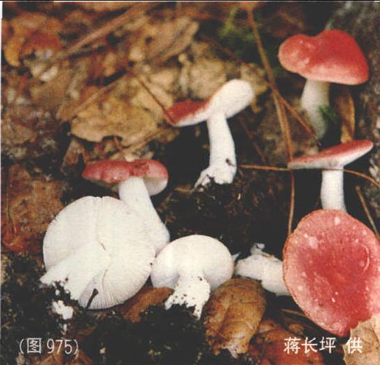 975 毒红菇