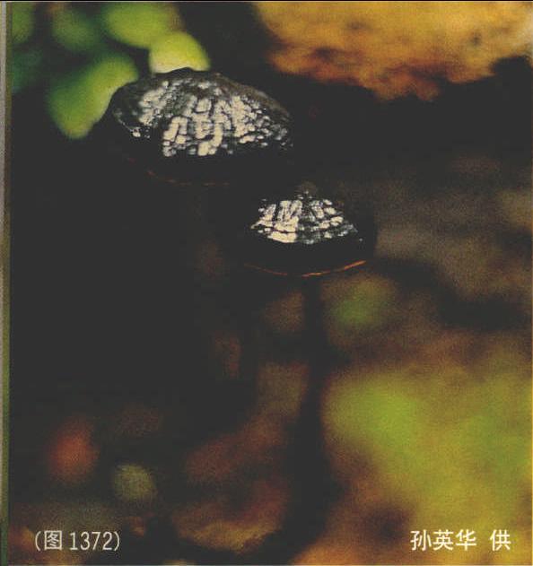 1372 黑灵芝