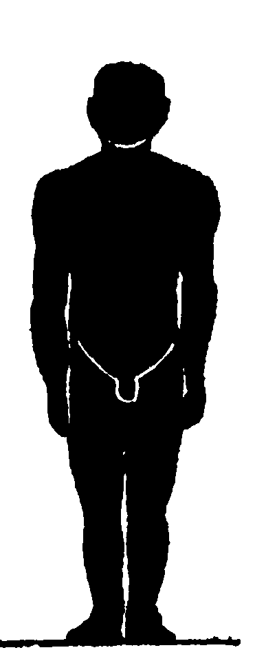 图6 人体体型