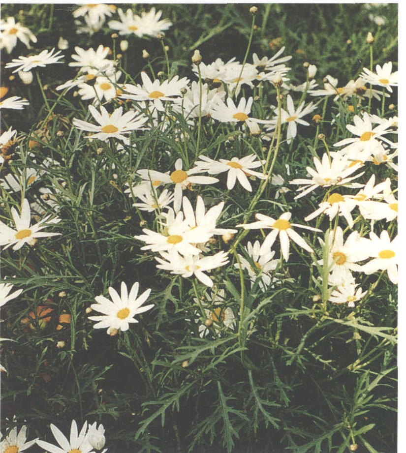 丹麦国花——木春菊