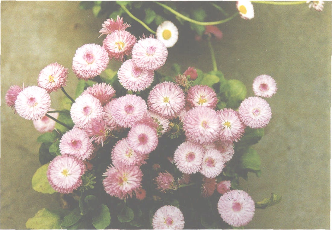 意大利国花——雏菊