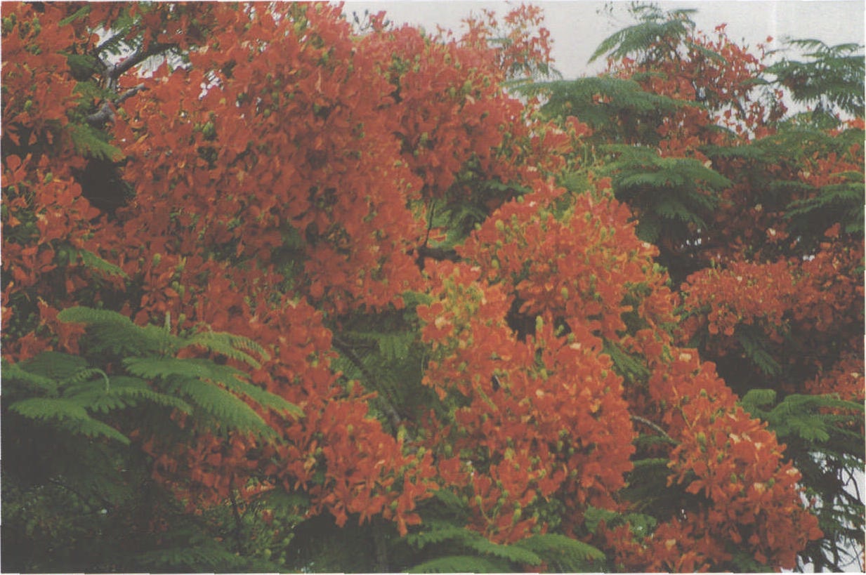 马达加斯加国花——凤凰木