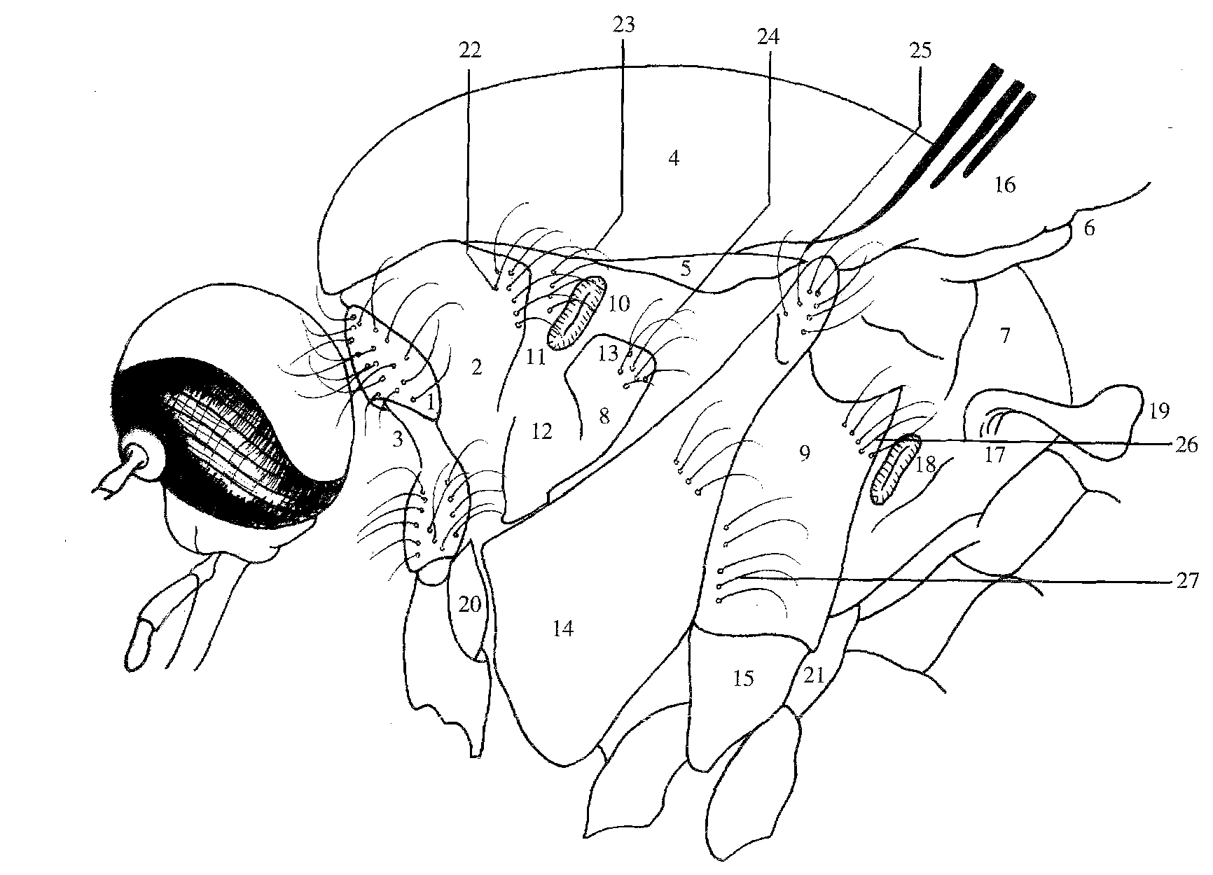 图1-4 蚊虫胸部侧面观 (采自陆宝麟等，1997a)