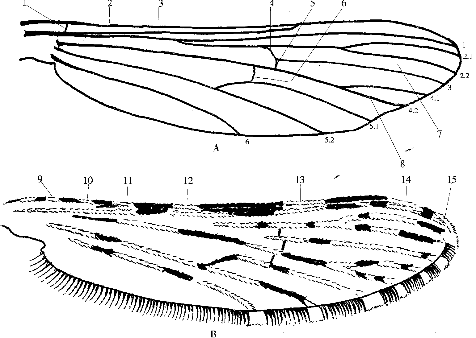 图1-6 蚊虫的翅