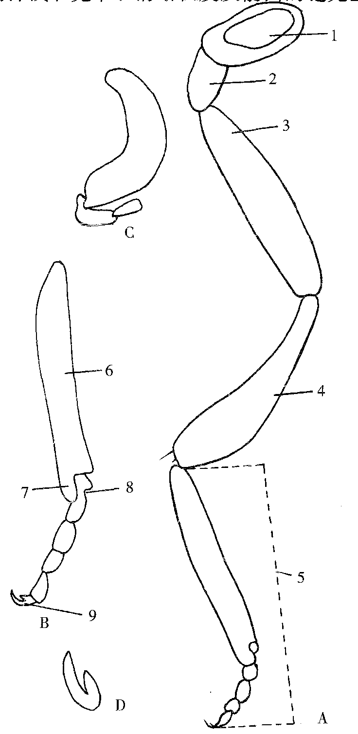 图4-6 蚋虫的足