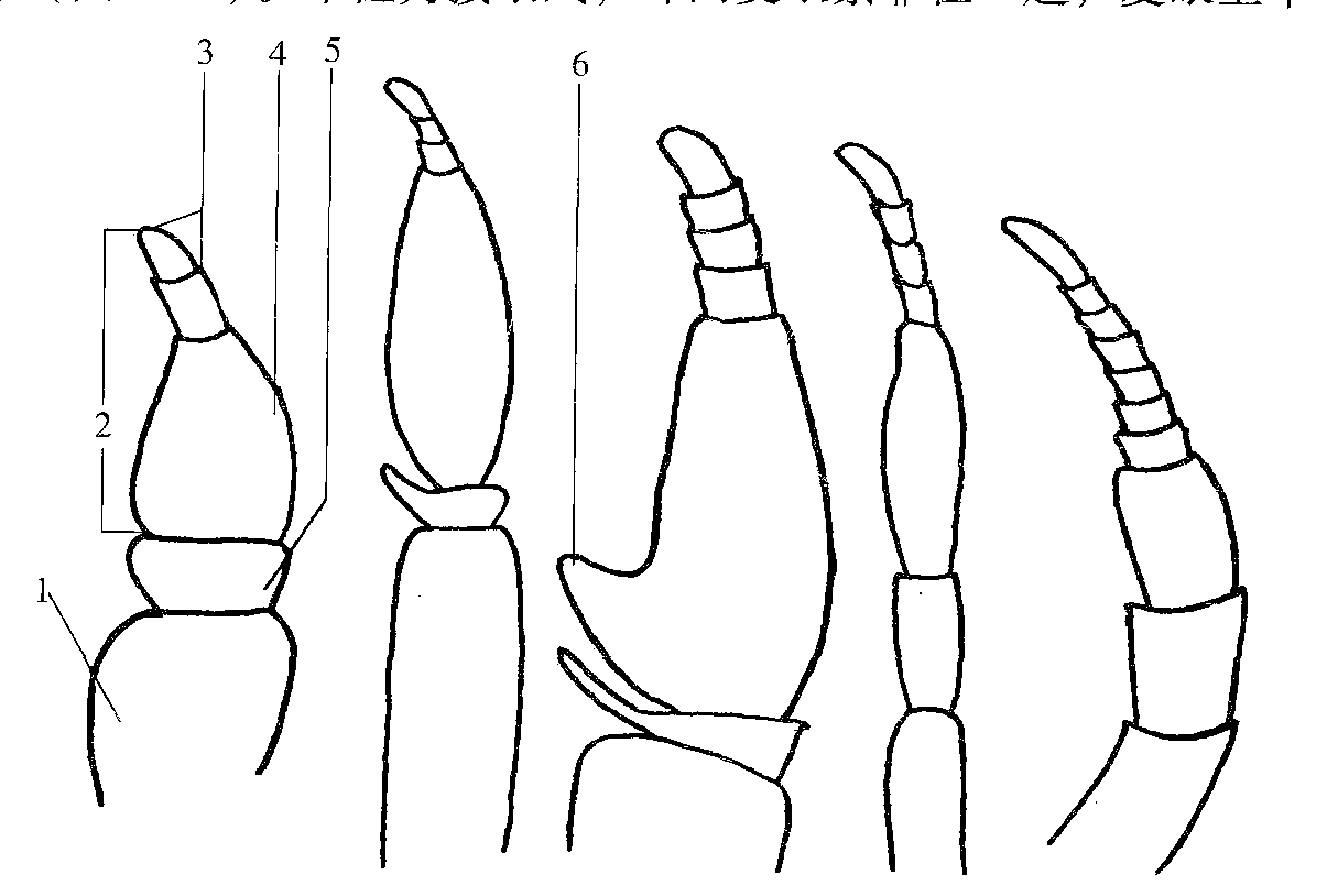 图5-3 虻的触角