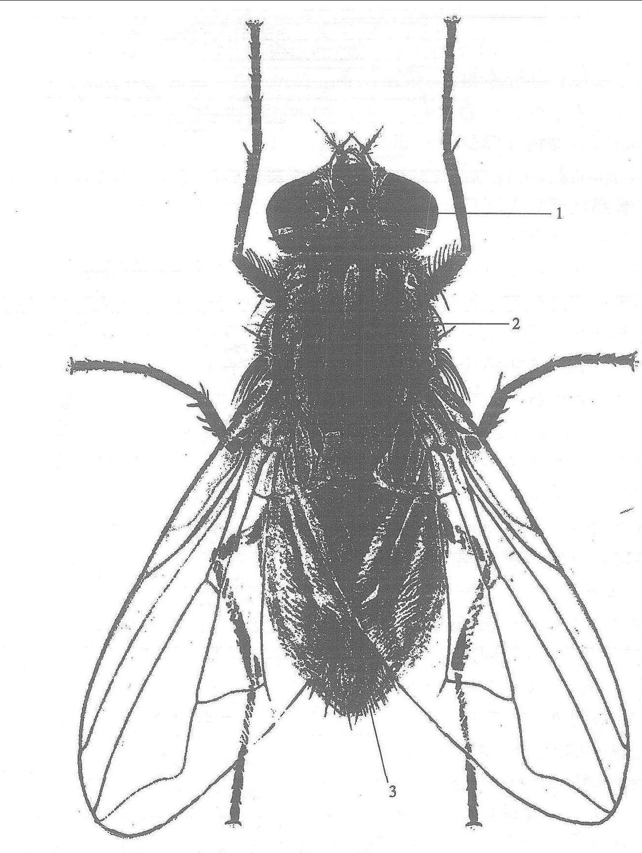 图6-1 家蝇 Musca domestica Linnaeus