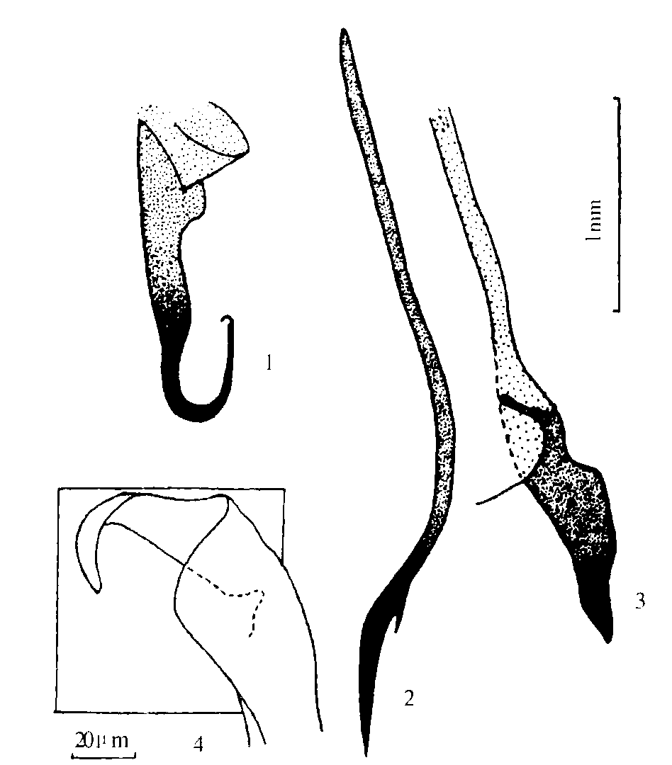 图10-9 Blattella germanica (Linnaeus) 德国小蠊雄外生殖器