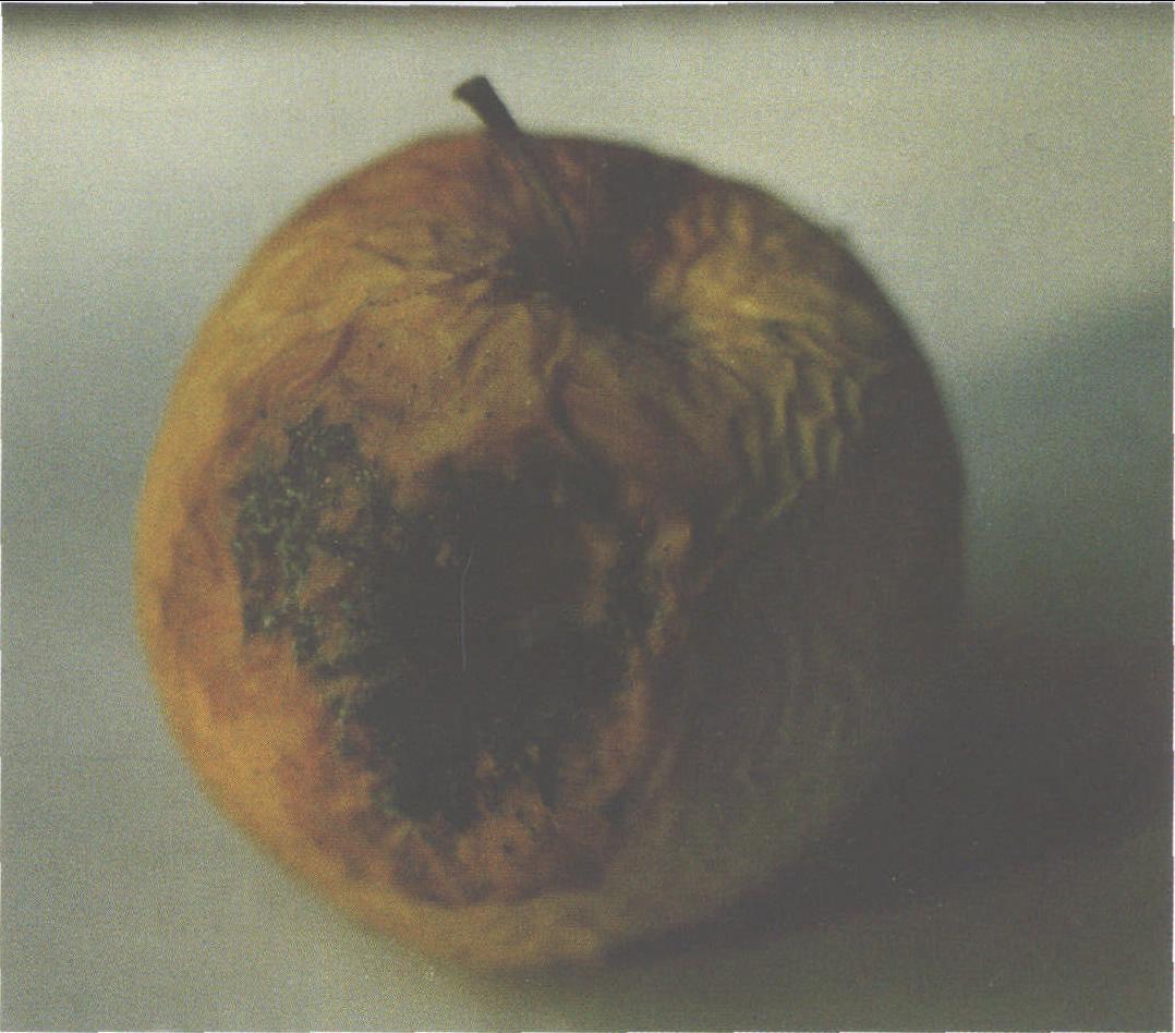 (十) 苹果赤斑病