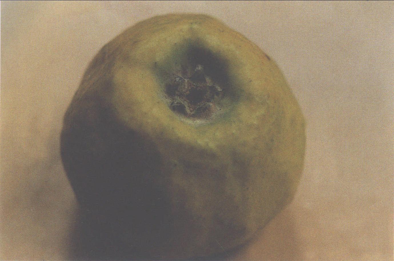 (四十) 苹果柚果病