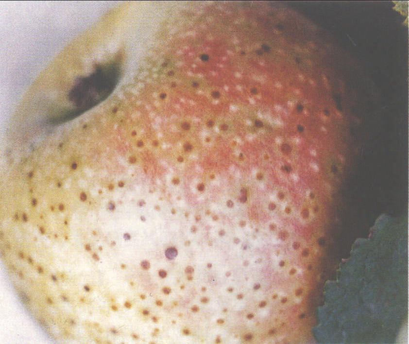 (四十九) 苹果痘斑病