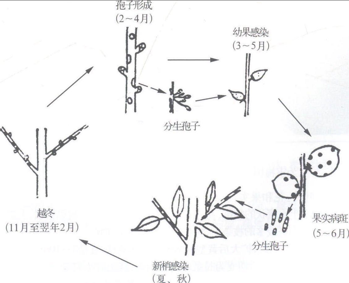 (二十三) 梅树黑星病