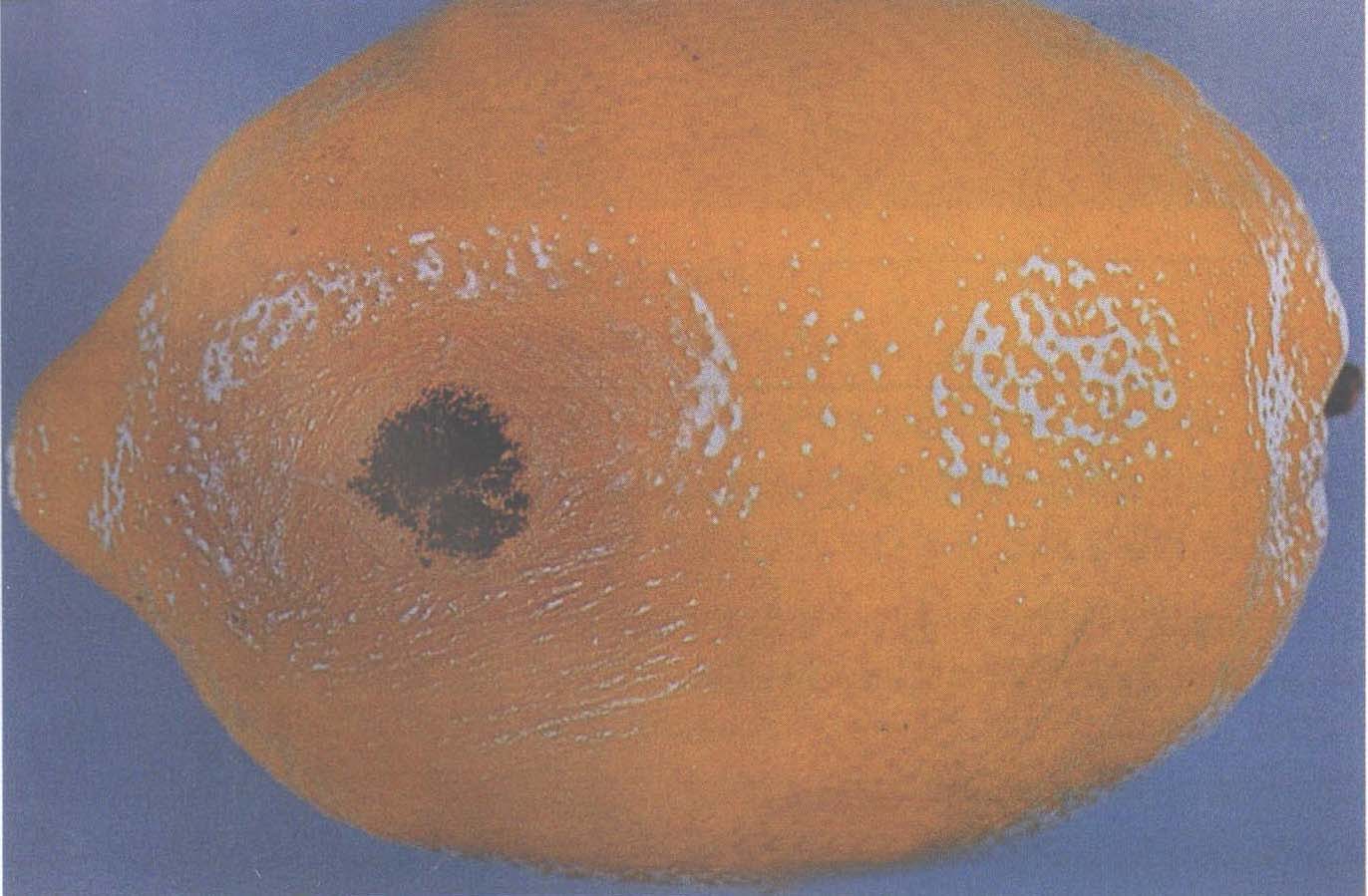 (十五) 柑橘曲霉病