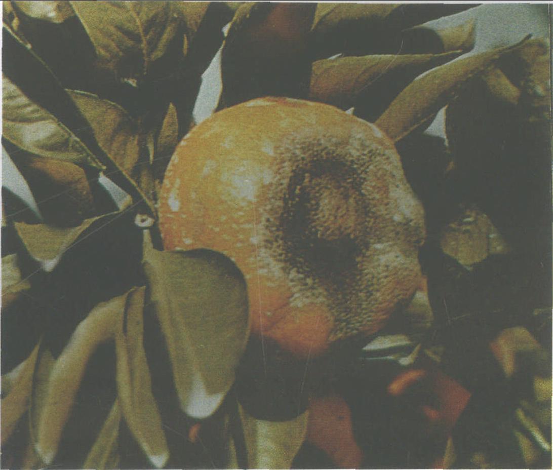 (十八) 柑橘黑斑病