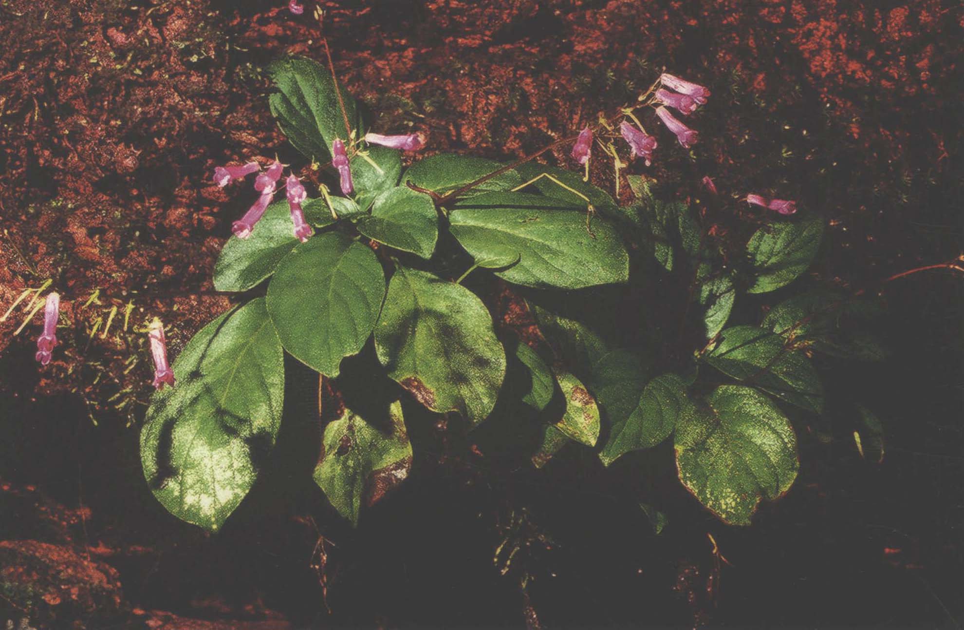 21a.紫花马铃苣苔(原变种)P29～P30，图1.20～图1.23
