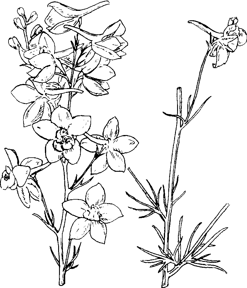 27 大花飞燕草