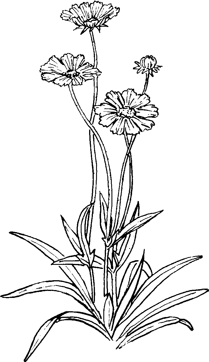 117 大金鸡菊