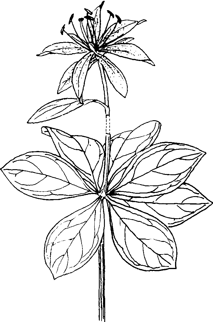 167 青岛百合