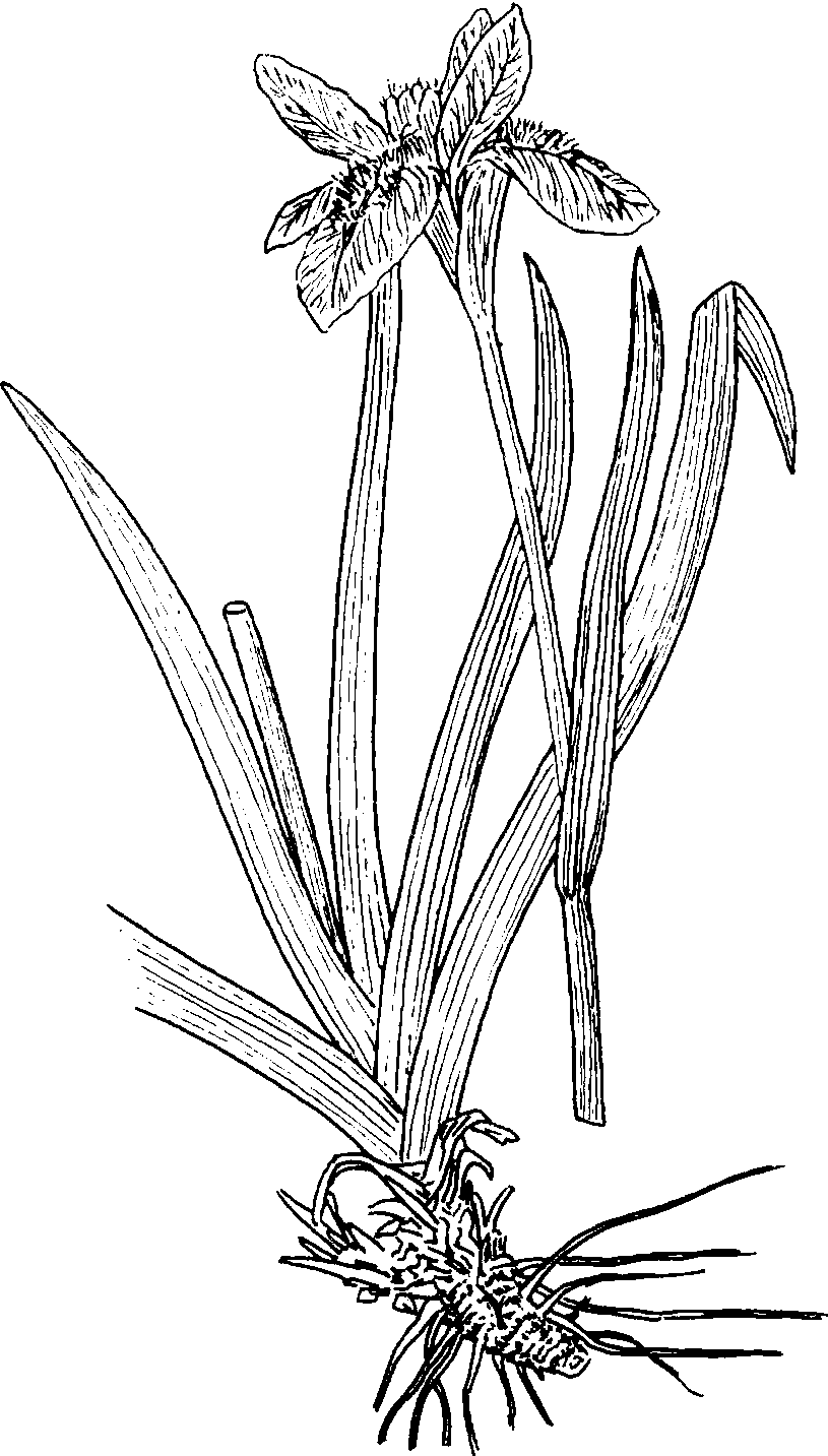 186 鸢尾