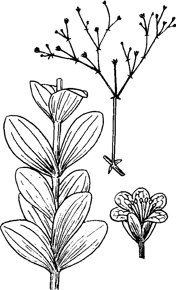 10 抱茎丝石竹