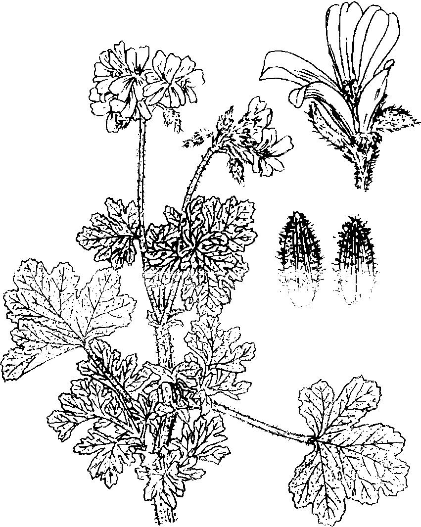 21 香叶天竺葵