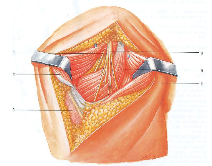 闭孔神经后支位于短收肌深面,大收肌前表面上,并支配大收肌