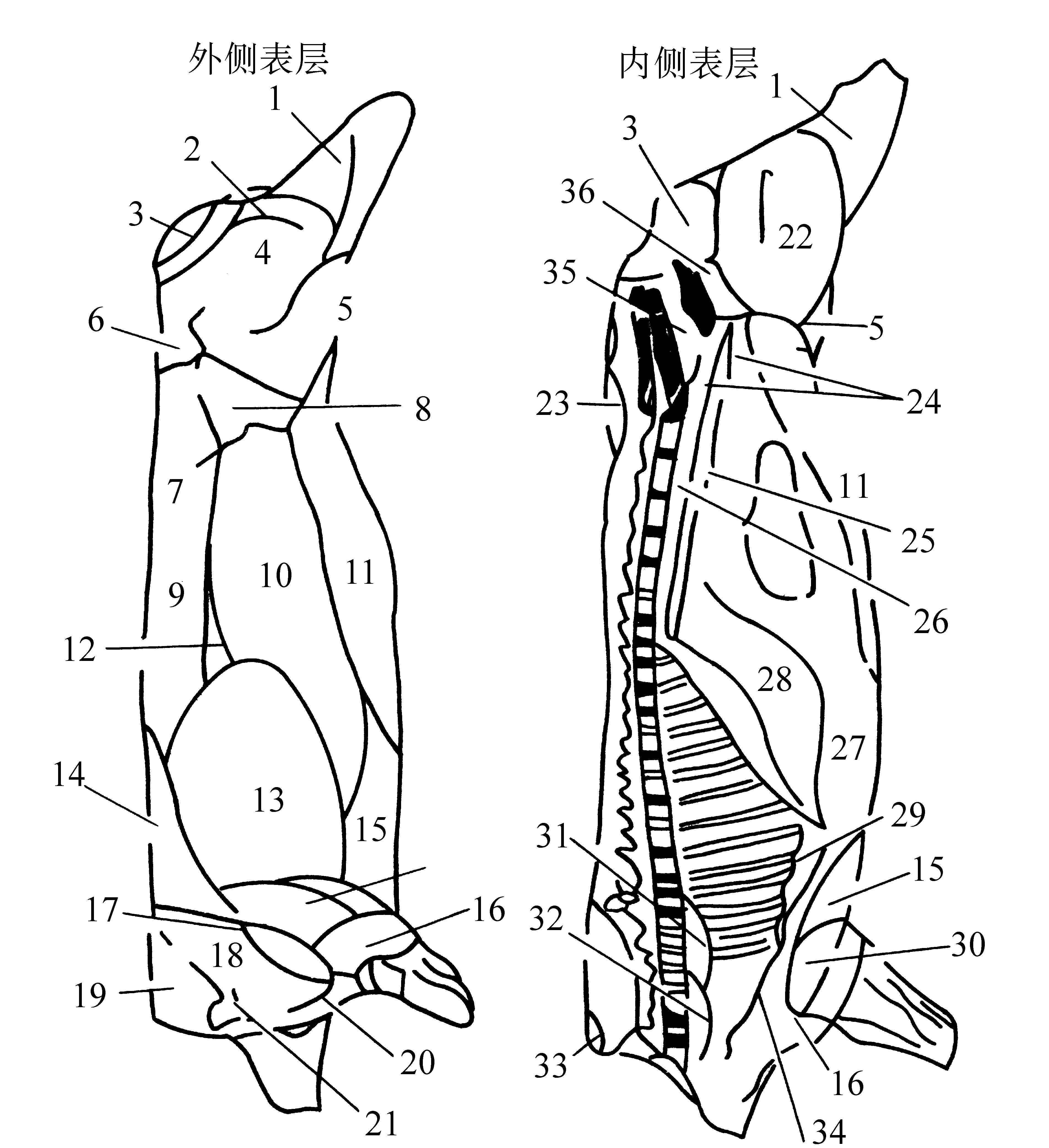 日本猪胴体分割与分割肉交易规格