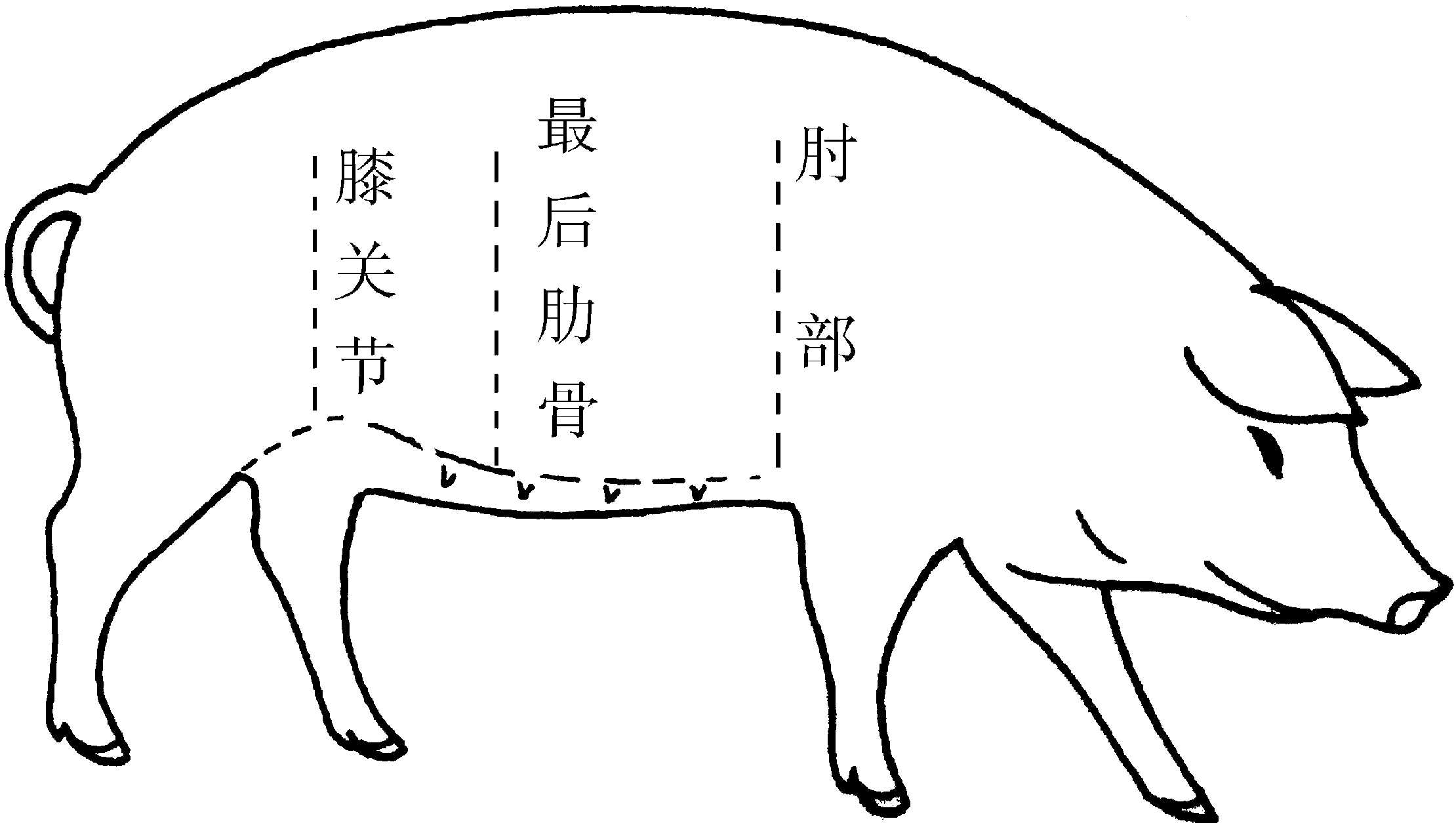 猪测背膘的位置图图片