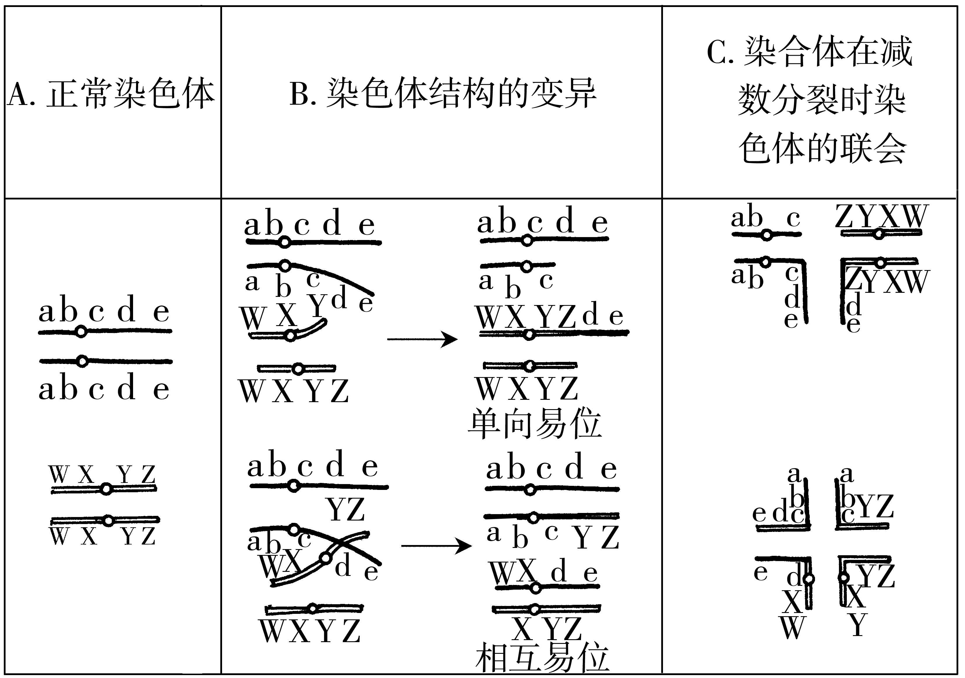 只是一个染色体的某区段转移到另一个非同源染色体上