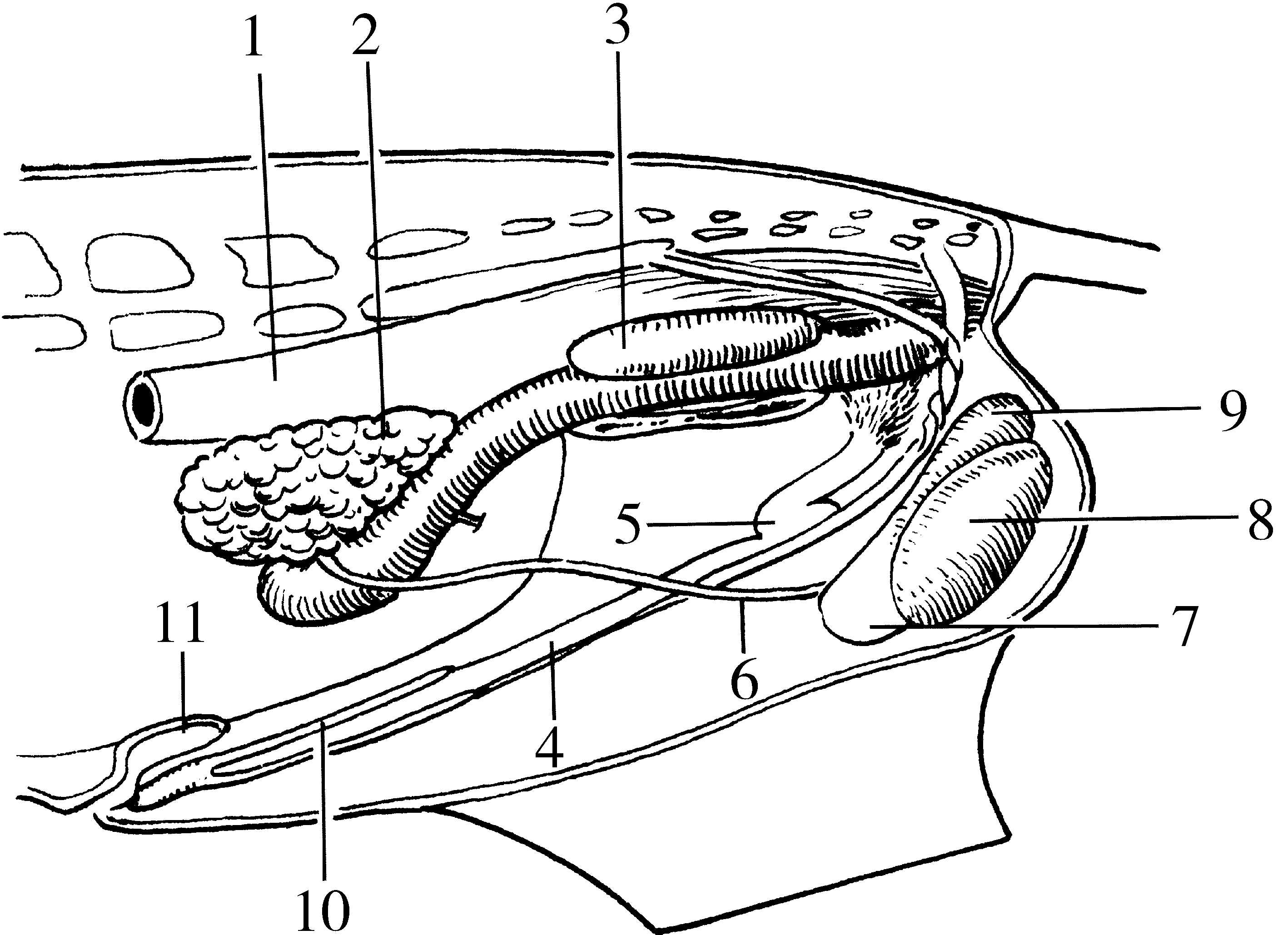 猪睾丸的结构示意图图片