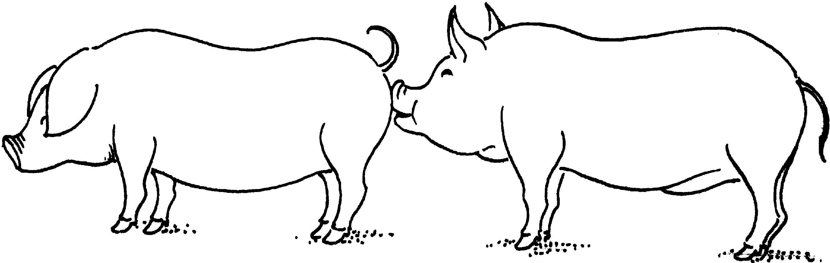 猪的按摩主要表现在仔猪在哺乳前和哺乳后对母猪乳房的按摩,且哺乳后