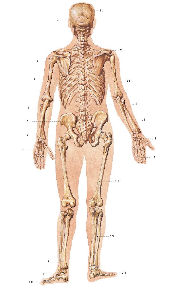 2.人体骨骼（后面观）