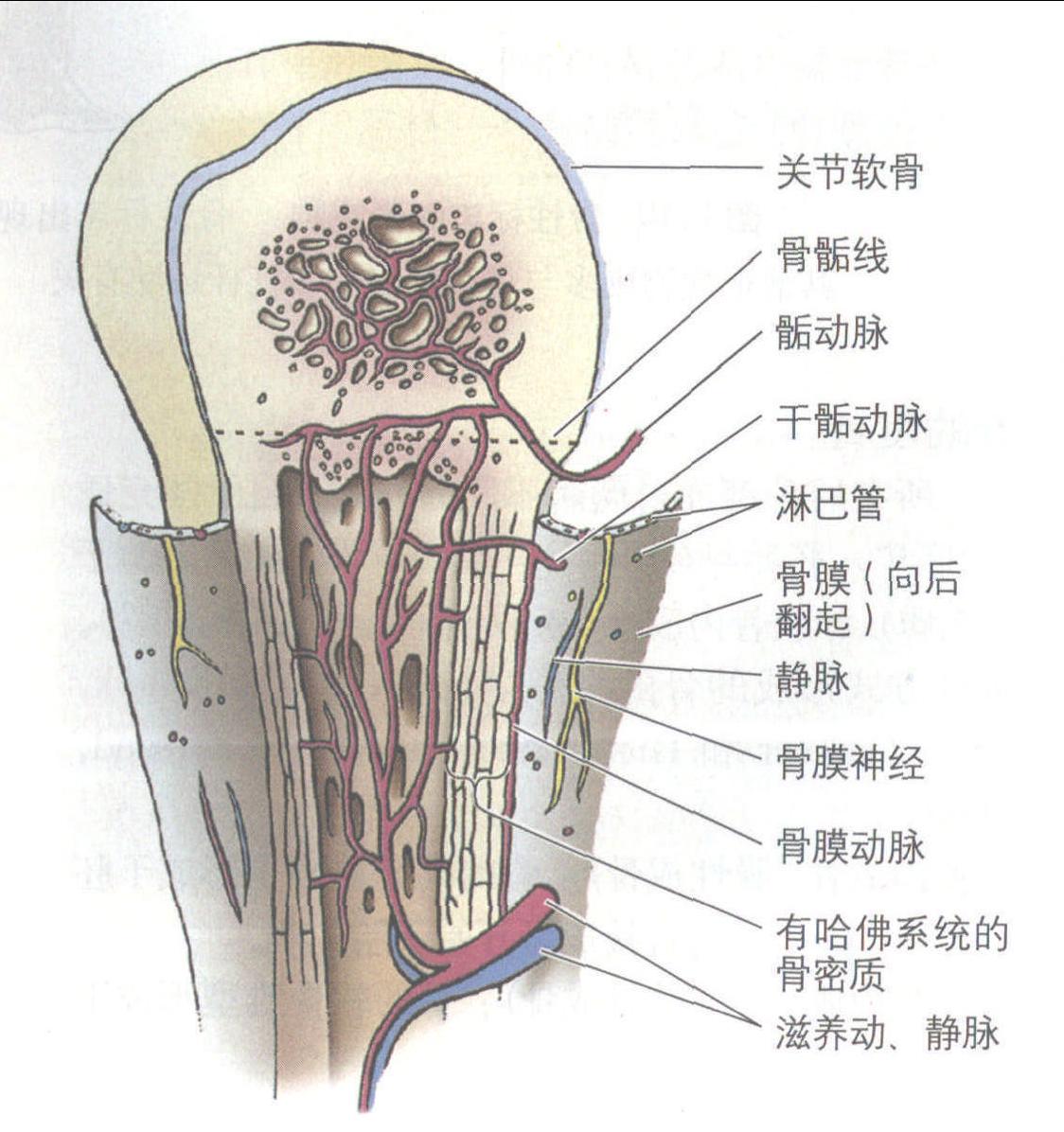 骨的發(fā)育