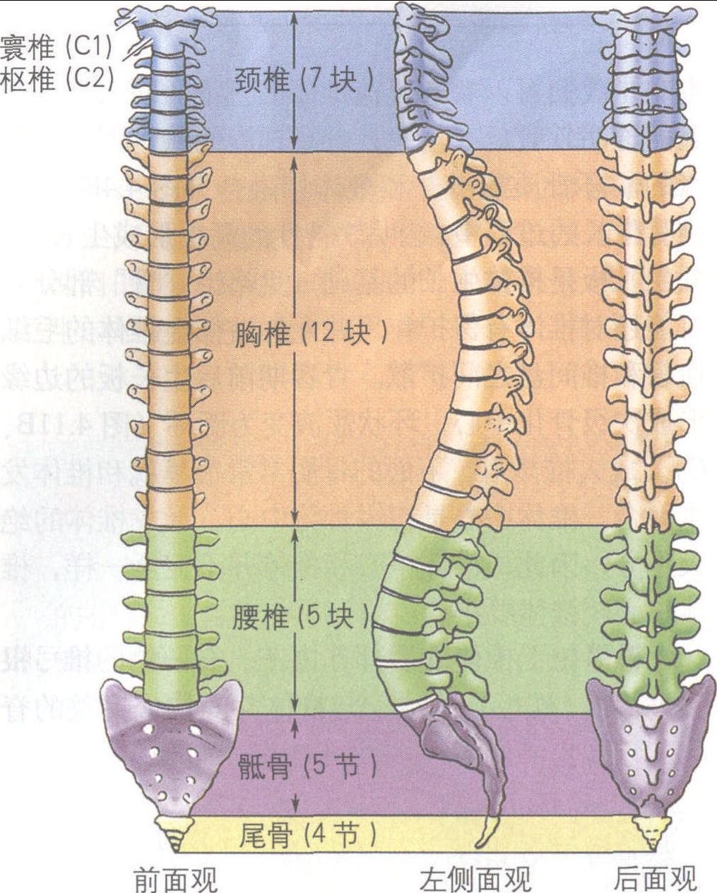 椎骨的结构和功能