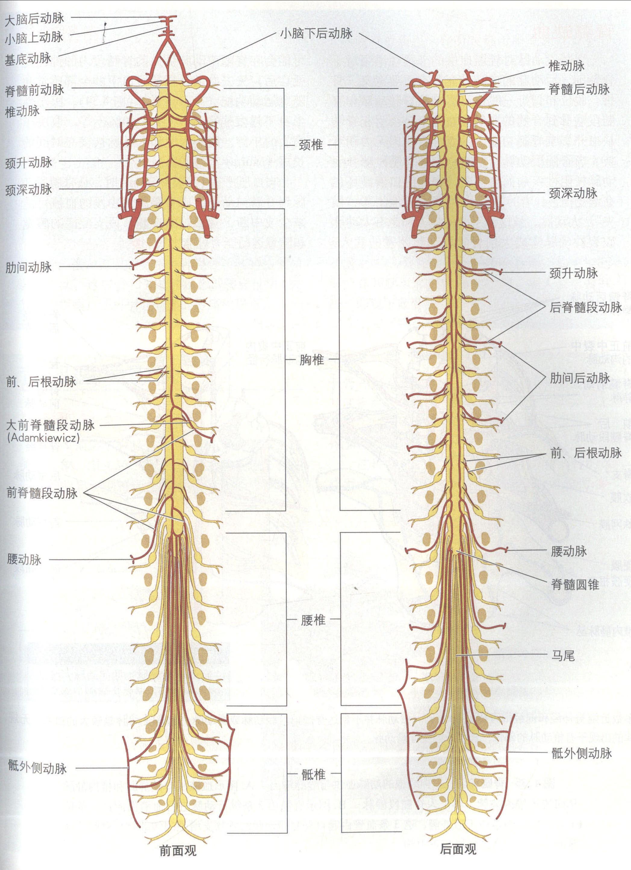 脊髓的血管
