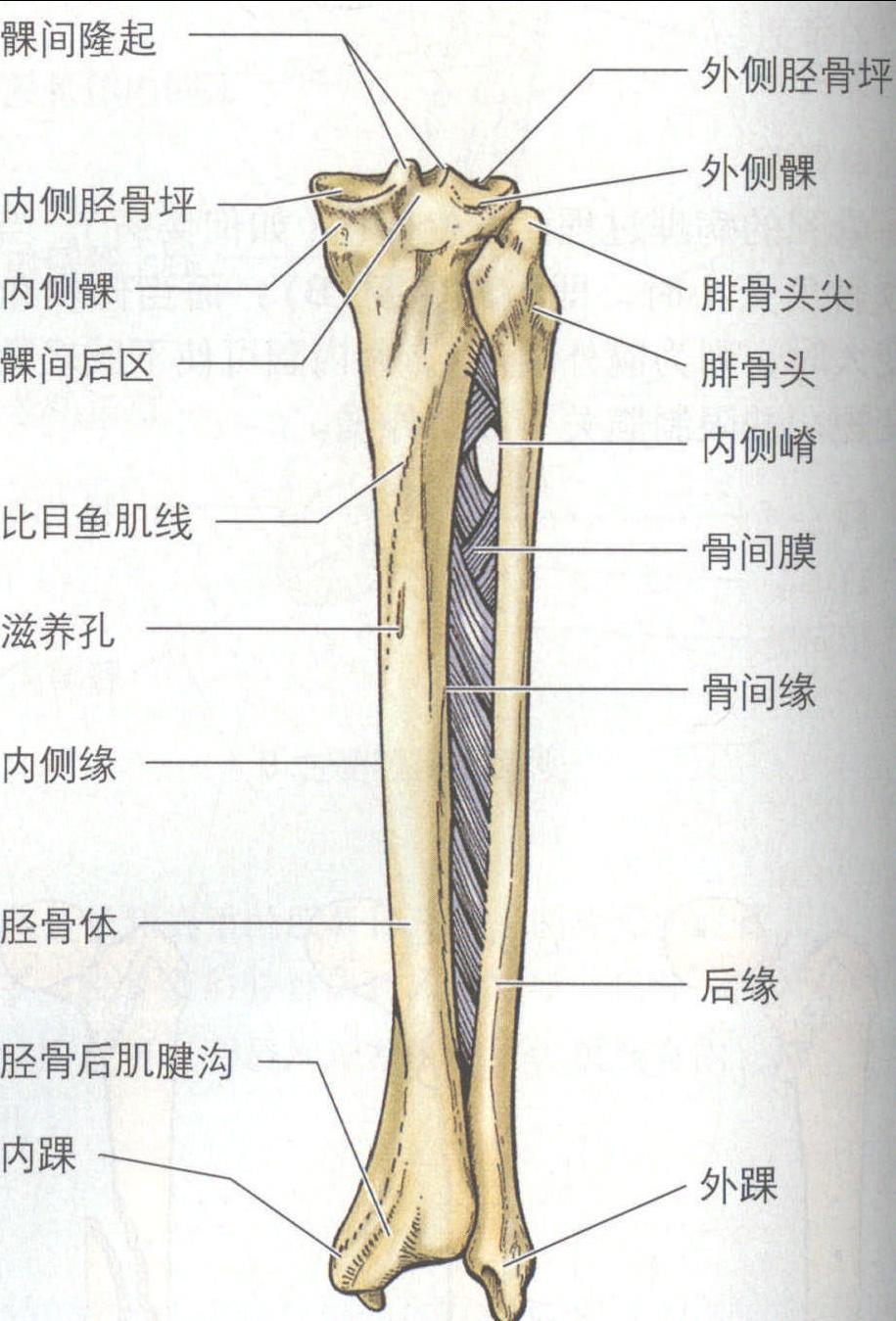 胫骨和腓骨
