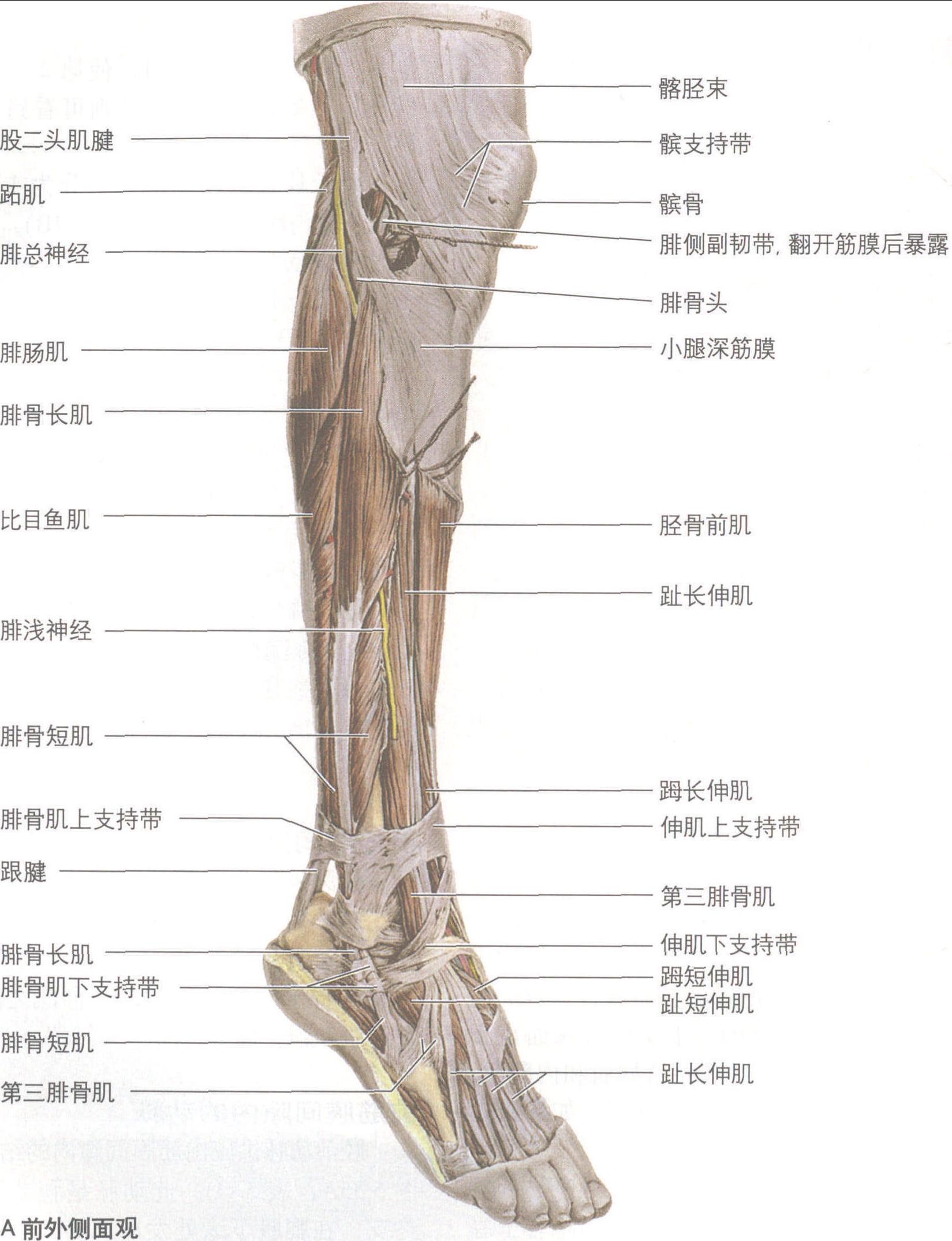 小腿前筋膜间隙