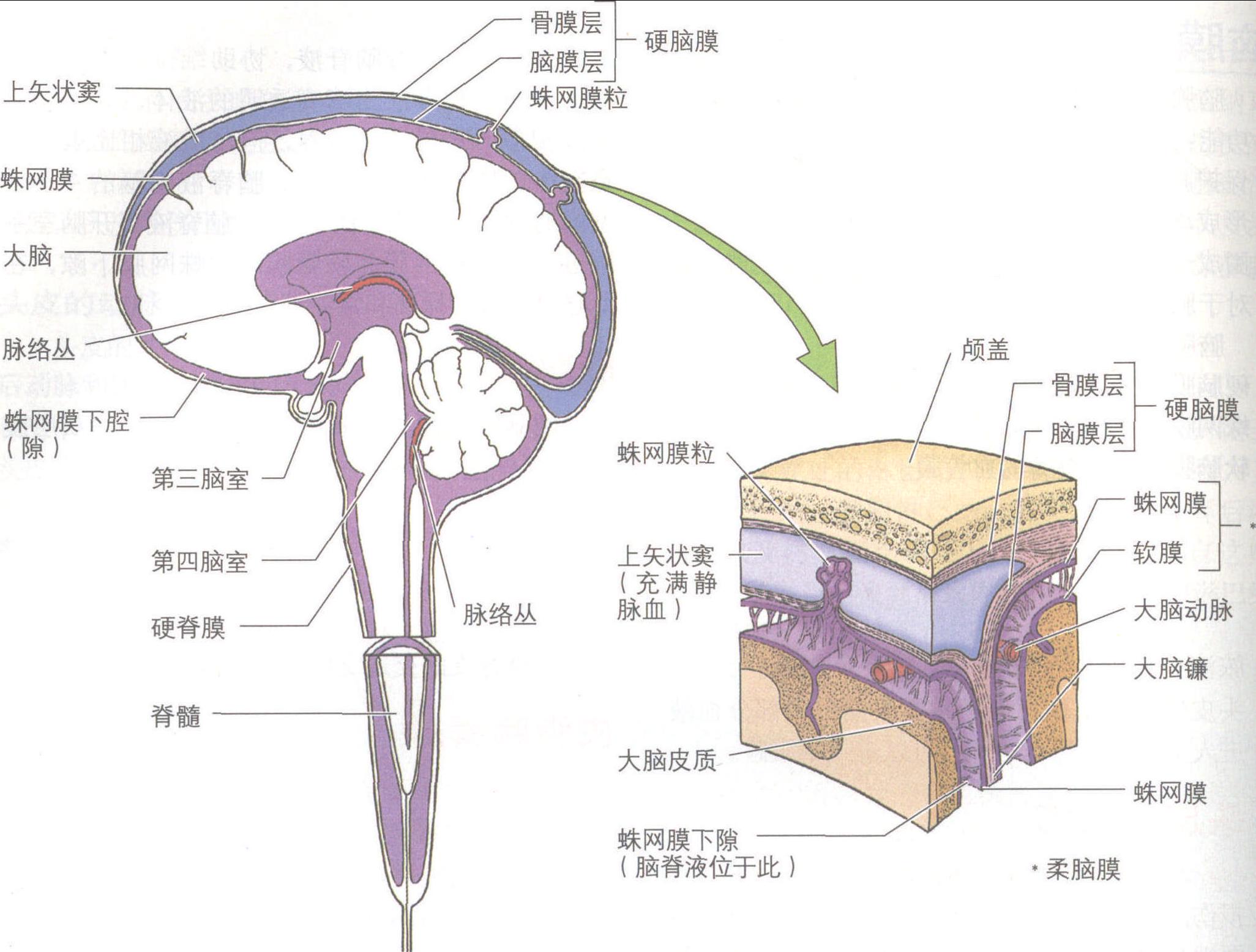 颅底、硬脑膜和脑神经-局部解剖学-医学