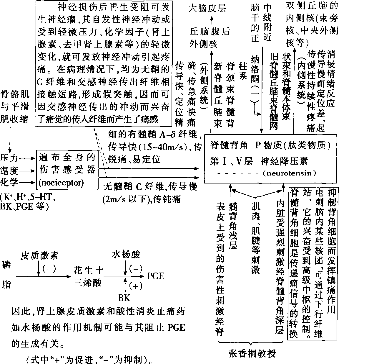 第三章 疼痛概述