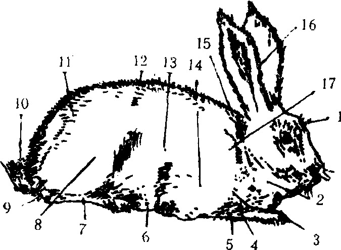 (一)家兔的外貌