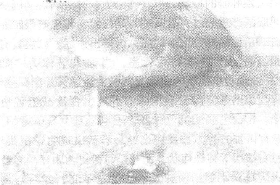 1.雞感染禽流感后有哪些臨床癥狀及病理變化