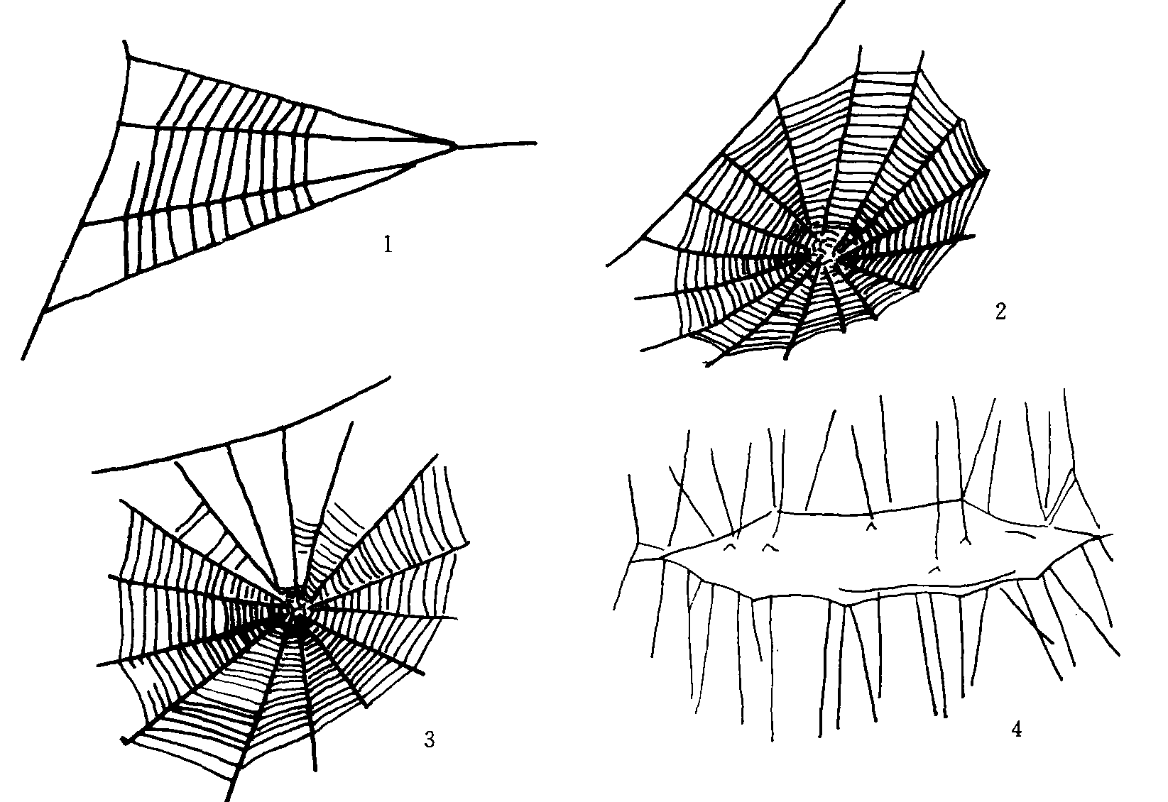 (二)蛛网