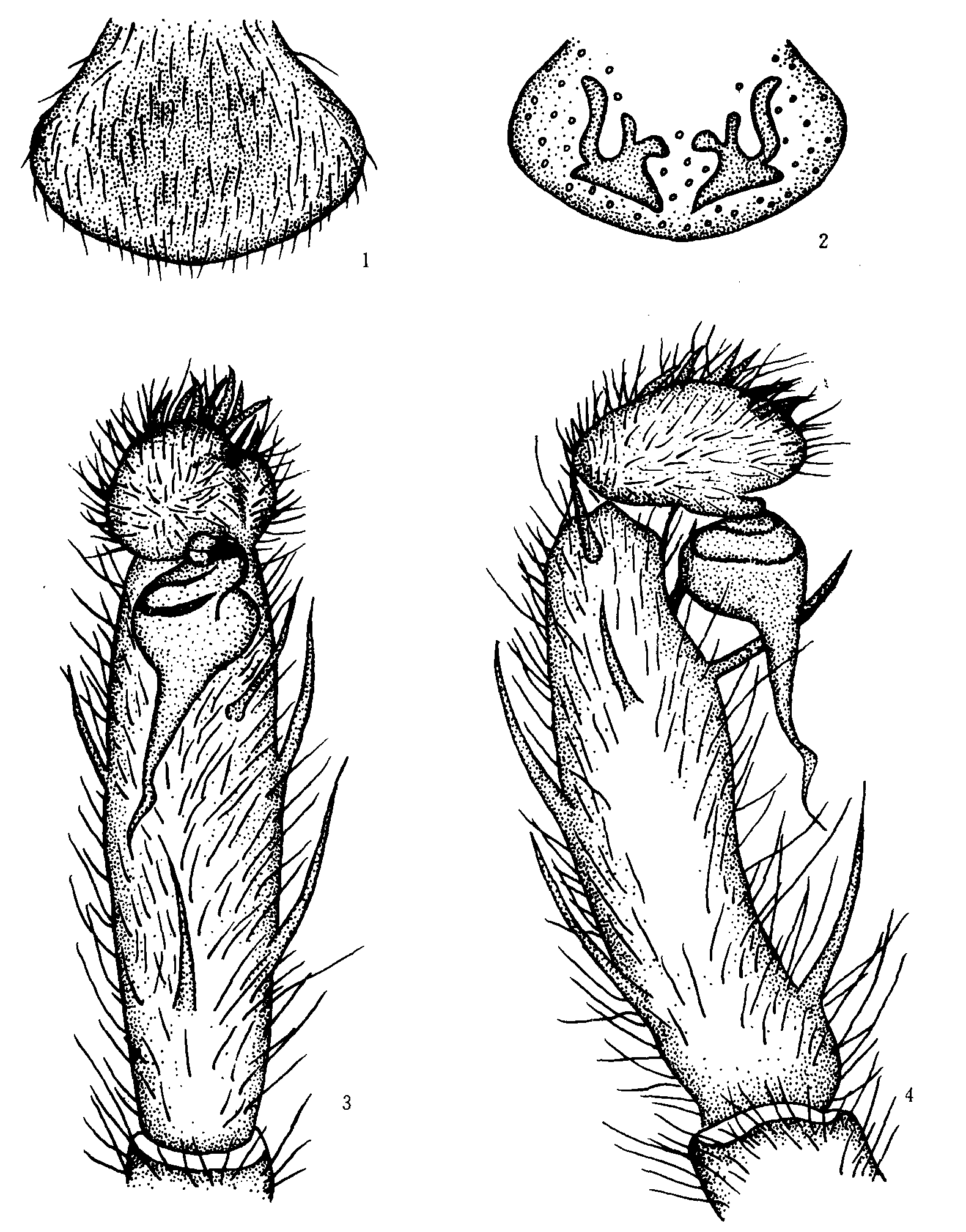 1. 西藏短疣蛛