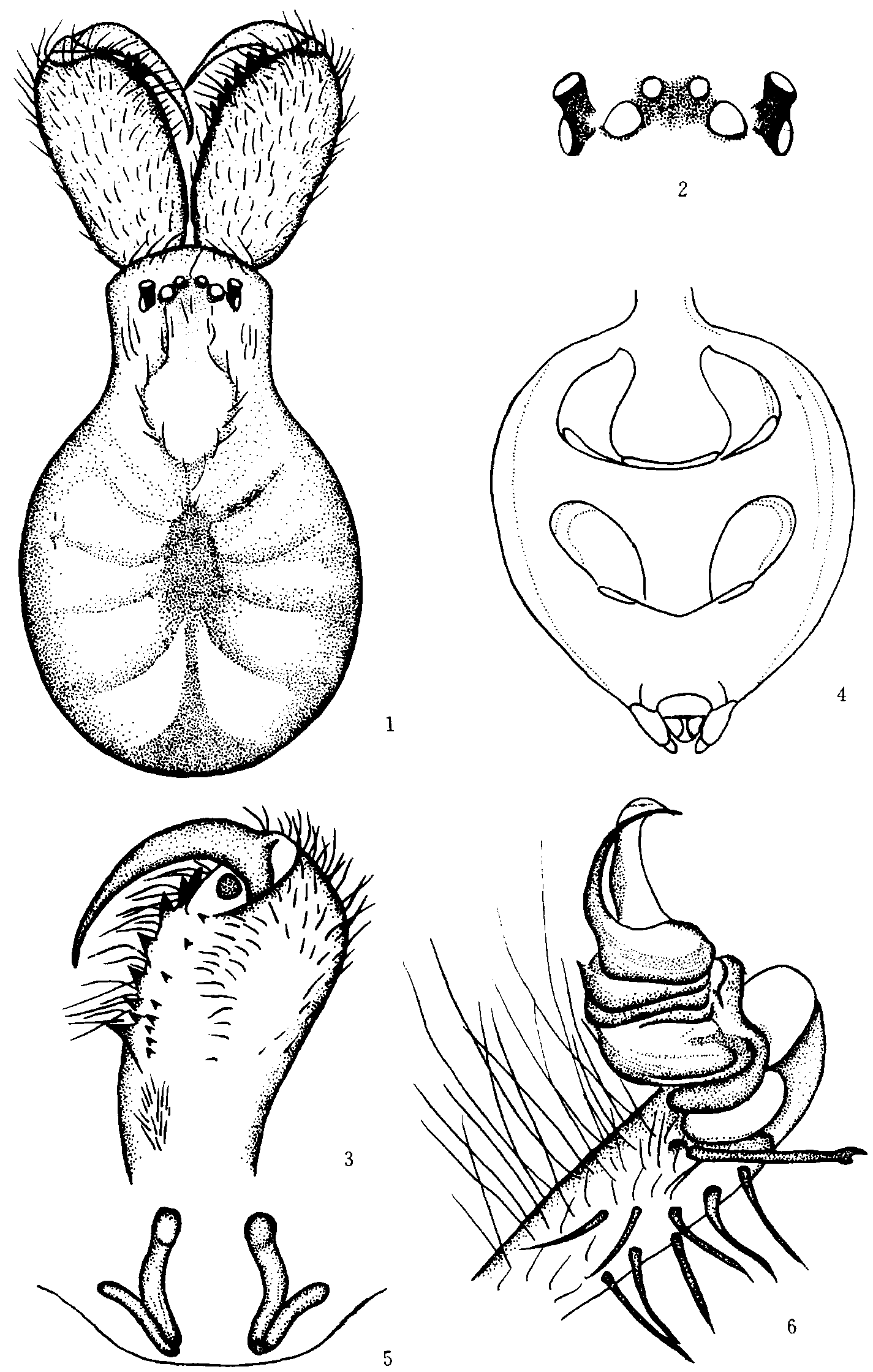 3. 大卫延斑蛛